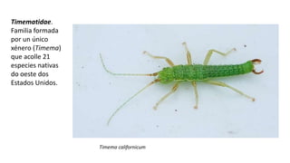 Timematidae.
Familia formada
por un único
xénero (Timema)
que acolle 21
especies nativas
do oeste dos
Estados Unidos.
Timema californicum
 