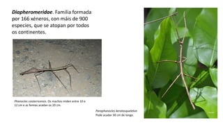 Diapheromeridae. Familia formada
por 166 xéneros, con máis de 900
especies, que se atopan por todos
os continentes.
Paraphanocles keratosqueleton
Pode acadar 30 cm de longo.
Phanocles costarricensis. Os machos miden entre 10 e
12 cm e as femias acadan os 20 cm.
 