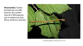 Phasmatidea. Familia
formada por uns 200
xéneros, que acollen
máis de 1.500 especies,
que se atopan por Asia,
África, América e Oceanía
Lonchodes philipinicus. Miden entre 9 e 12 cm
 
