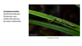 Aschiphasmatidae.
Familia formada por
20 xéneros, que
acollen 96 especies,
da rexión indomalaia
Aschiphasma annulipes
 