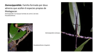 Damasippoidida. Familia formada por dous
xéneros que acollen 6 especies propias de
Madagascar.
Damasippoides nos bosques húmidos do centro e do leste
Pseudoleosthenes
Damasippoides erytropus.
Pseudoleosthenes irregularis
 