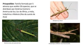 Prisopodidae. Familia formada por 5
xéneros que acollen 50 especies, que se
distribúen por América Central e
América do Sur, Sur de África, a India,
Indochina e Malesia (illas do sueste de
Asia)
Dinelytron sp. Brasil
Paraprisopus antillarum. Das illas do Caribe
Korinnis errans, do sueste de Asia
 
