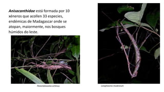 Anisacanthidae está formada por 10
xéneros que acollen 33 especies,
endémicas de Madagascar onde se
atopan, maiormente, nos bosques
húmidos do leste.
Leiophasma modestum
Parectatosoma echinus
 