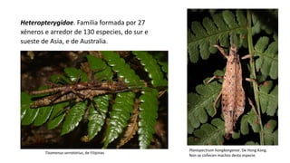 Heteropterygidae. Familia formada por 27
xéneros e arredor de 130 especies, do sur e
sueste de Asia, e de Australia.
Tisamenus serratorius, de Filipinas
Planispectrum hongkongense. De Hong Kong.
Non se coñecen machos desta especie.
 