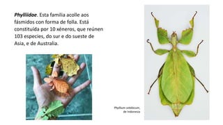 Phylliidae. Esta familia acolle aos
fásmidos con forma de folla. Está
constituída por 10 xéneros, que reúnen
103 especies, do sur e do sueste de
Asia, e de Australia.
Phyllium celebicum,
de Indonesia
 