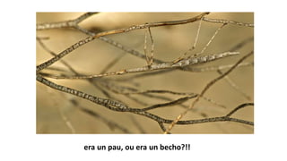 era un pau, ou era un becho?!!
 