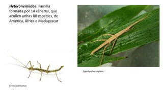 Heteronemiidae. Familia
formada por 14 xéneros, que
acollen unhas 80 especies, de
América, África e Madagascar
Ceroys saevisimus
Pygirhynchus vigilans
 