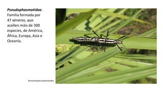Pseudophasmatidae.
Familia formada por
47 xéneros, que
acollen máis de 300
especies, de América,
África, Europa, Asia e
Oceanía.
Anisomorpha buprestoides
 