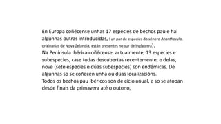 En Europa coñécense unhas 17 especies de bechos pau e hai
algunhas outras introducidas, (un par de especies do xénero Acanthoxyla,
orixinarias de Nova Zelandia, están presentes no sur de Inglaterra).
Na Península Ibérica coñécense, actualmente, 13 especies e
subespecies, case todas descubertas recentemente, e delas,
nove (sete especies e dúas subespecies) son endémicas. De
algunhas so se coñecen unha ou dúas localizacións.
Todos os bechos pau ibéricos son de ciclo anual, e so se atopan
desde finais da primavera até o outono,
 