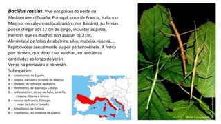 Bacillus rossius. Vive nos países do oeste do
Mediterráneo (España, Portugal, o sur de Francia, Italia e o
Magreb, con algunhas localizacións nos Balcáns). As femias
poden chegar aos 12 cm de longo, incluídas as patas,
mentres que os machos non acadan os 7 cm.
Aliméntase de follas de abeleira, silva, maceira, roseira,...
Reprodúcese sexualmente ou por partenoxénese. A femia
pon os ovos, que deixa caer ao chan, en pequenas
cantidades ao longo do verán.
Vense na primavera e no verán.
Subespecies:
B. r. catalauniae, de España.
B. r. lobipes, da Cabilia (o norte de Alxeria).
B. r. medeae, do noroeste de Alxeria.
B. r. montalentii, de Alxeria (A Cabilia).
B. r. redtenbacheri, do sur de Italia, Sardeña,
Croacia, Albania e Grecia.
B. r. rossius, de Francia, Córsega,
norte de Italia e Sardeña.
B. r. tripolitanus, de Tunisia.
B. r. tripolitanus, do nordeste de Alxeria.
 