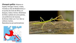 Clonopsis gallica. Atópase en
España, Portugal, Francia, e Italia,
incluídas as illas do Mediterráneo, e
en puntos do norte de África, en
bosques, matos e hortas. Aliméntase
de follas e pétalos de varias plantas,
con preferencia de rosaceas.
As femias miden uns 7 cm. Non se
coñecen machos.
Reprodúcense por partenoxénese
 