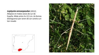 Leptynia annaepaulae (2012).
Atópase en matos secos do sur de
España. Mide entre 4 e 5,5 cm. As femias
distínguense por seren de cor canela cun
ton rosado
 