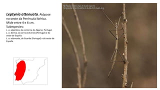 Leptynia attenuata. Atópase
no oeste da Península Ibérica.
Mide entre 4 e 6 cm.
Subespecies:
L. a. algarbica, da contorna do Algarve, Portugal.
L. a. iberica, da serra da Estrela (Portugal) e do
oeste de España
L. a. attenuata, de Guarda (Portugal) e do oeste de
España.
 