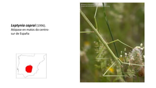 Leptynia caprai (1996).
Atópase en matos do centro-
sur de España
 