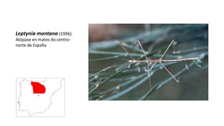 Leptynia montana (1996).
Atópase en matos do centro-
norte de España
 