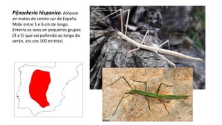 Pijnackeria hispanica. Atópase
en matos do centro sur de España.
Mide entre 5 e 6 cm de longo.
Enterra os ovos en pequenos grupos
(3 a 5) que vai poñendo ao longo do
verán, ata uns 100 en total.
 