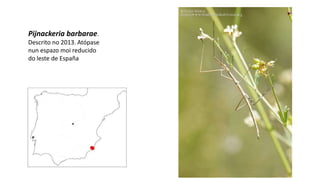 Pijnackeria barbarae.
Descrito no 2013. Atópase
nun espazo moi reducido
do leste de España
 