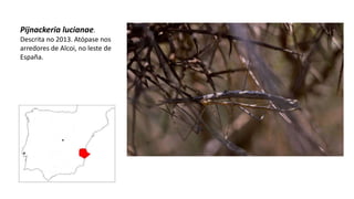 Pijnackeria lucianae.
Descrita no 2013. Atópase nos
arredores de Alcoi, no leste de
España.
 