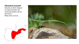 Pijnackeria masettii.
Descrito en 2013. Atópase
en matos do leste e do
centro de España e do sur
de Francia
Mide entre 5 e 6 cm.
 