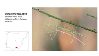 Pijnackeria recondita.
Descrita o ano 2015.
Atópase na Serra Nevada,
Granada.
 