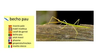 becho pau
insecto palo
makil insektua
cavall de garrot
bicho-pau
stick insect
phasme
gespenstschrecken
insetto stecco
 