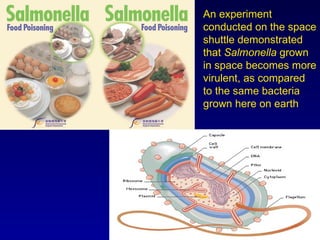 An experiment conducted on the space shuttle demonstrated that  Salmonella  grown in space becomes more virulent, as compared to the same bacteria grown here on earth 