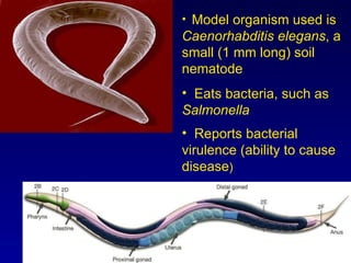 Model organism used is  Caenorhabditis   elegans , a small (1 mm long) soil nematode Eats bacteria, such as  Salmonella Reports bacterial virulence (ability to cause disease ) 