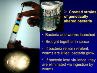 Bacteria and worms launched Brought together in space If bacteria remain virulent, worms are killed, bacteria grow If bacteria lose virulence, they are eliminated via ingestion by worms Created strains of genetically altered bacteria 