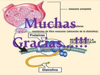 Muchas
Gracias…!!!
 
