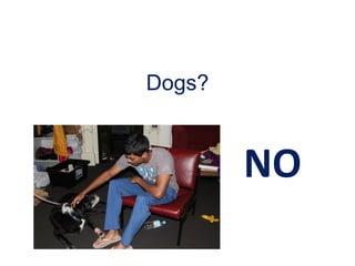 Dogs?
NO
 