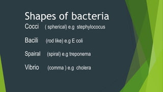 Shapes of bacteria
Cocci ( spherical) e.g stephylococus
Bacili (rod like) e.g E coli
Spairal (spiral) e.g treponema
Vibrio (comma ) e.g cholera