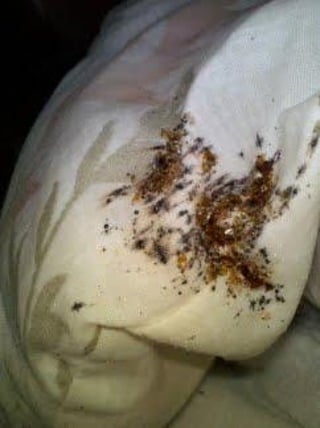 Bed Bug Pest Control Albuquerque New Mexico 2