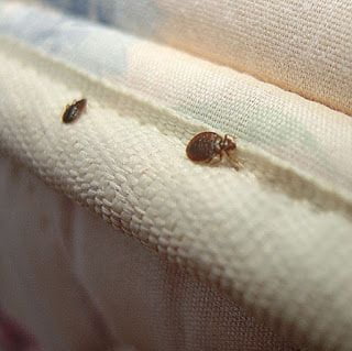Don’t Let the Bedbugs Bite: Some Prevention Tips 
