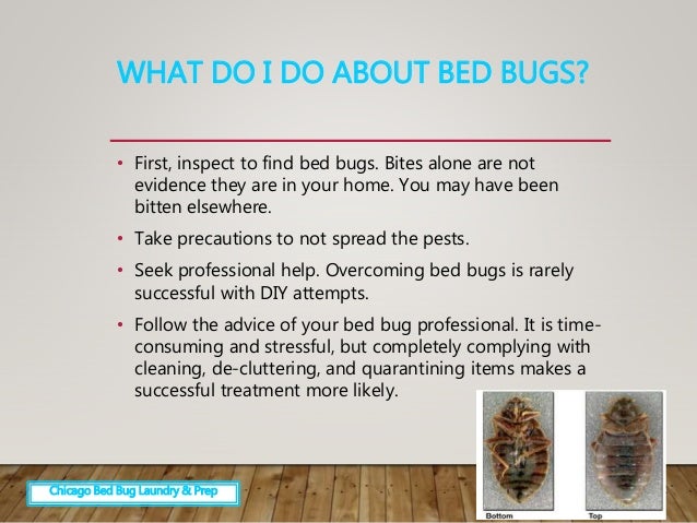 Overcoming Fear Of Bed Bugs Overcoming Fear Of Bed Bugs