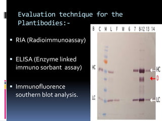 Evaluation technique for the 
Plantibodies:- 
 RIA (Radioimmunoassay) 
 ELISA (Enzyme linked 
immuno sorbant assay) 
 Immunofluorence 
southern blot analysis. 
 