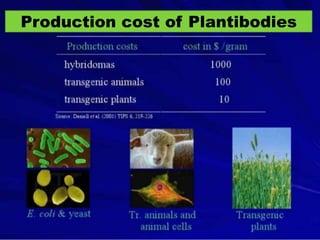 Production cost of Plantibodies 
 