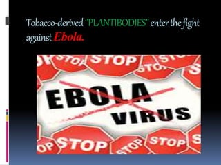 Tobacco-derived ‘’PLANTIBODIES’’ enter the fight 
against Ebola. 
 