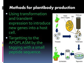 Methods for plantibody production 
 Using transformation 
and translent 
expression to introduce 
new genes into a host 
cell. 
 Targetting to the 
APOPLASM by the 
tagging with a small 
peptide sequence. 
 