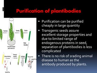 Purification of plantibodies 
 Purification can be purified 
cheaply in large quantity 
 Transgenic seeds assure 
excellent storage properties and 
due to limited range of 
endogenous proteins in seed, 
separation of plantibodies is less 
complicated 
 There is no risk of srading animal 
disease to human as the 
antibody produced by plants. 
 