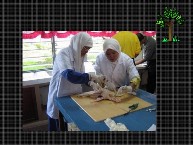 SAINS PERTANIAN: AMALI BEDAH SIASAT AYAM