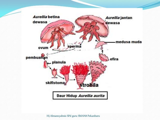 Bedah SKL Biologi SMA TP 2012 2013