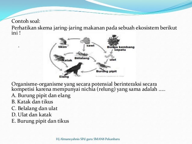 Contoh soal essay tentang rantai makanan