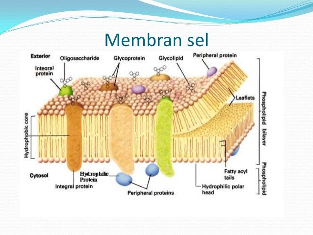 Bedah SKL Biologi SMA TP 2012 2013