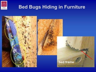 Bed Bugs Hiding in Furniture




                bed frame
 