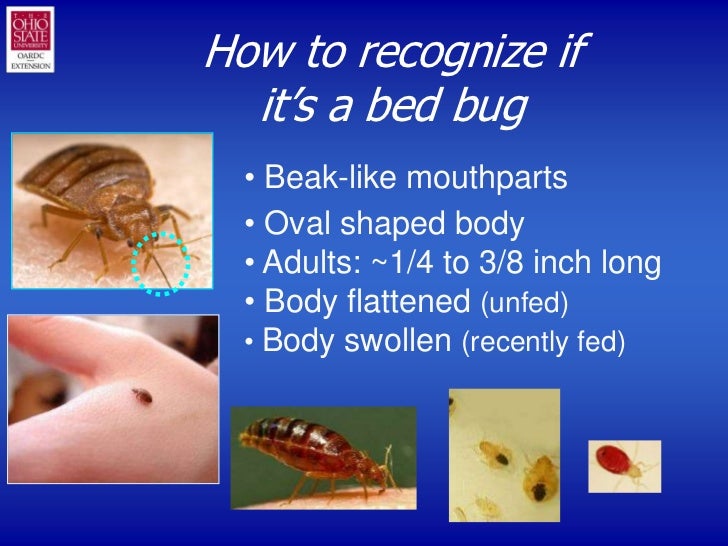 Bedbug101slideshow