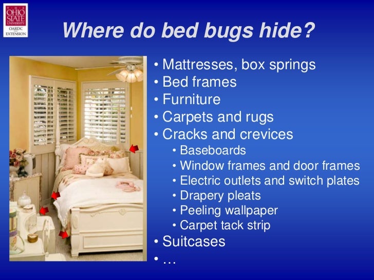 Bedbug101slideshow