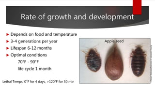 Rate of growth and development
 Depends on food and temperature
 3-4 generations per year
 Lifespan 6-12 months
 Optimal conditions
70°F - 90°F
life cycle 1 month
Apple seed
Lethal Temps: 0°F for 4 days, >120°F for 30 min
J.Green,NebraskaExtensioninLancasterCounty
 
