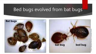 Bed bugs evolved from bat bugs
bat bug bed bug
Bat bugs
J.Green,NebraskaExtensioninLancasterCounty
 