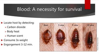 Photos:WhitneyCranshaw
Blood: A necessity for survival
 Locate host by detecting:
 Carbon dioxide
 Body heat
 Human scent
 Consume 3x weight
 Engorgement 3-12 min.
 