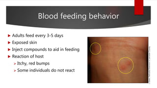 Blood feeding behavior
 Adults feed every 3-5 days
 Exposed skin
 Inject compounds to aid in feeding
 Reaction of host
 Itchy, red bumps
 Some individuals do not react
J.Green,NebraskaExtensioninLancasterCounty
 